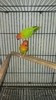 Green opaline pair