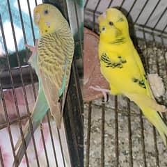 Australian Parrot Breeder pair for sale