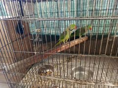 Raw parrots breeding pair 100%