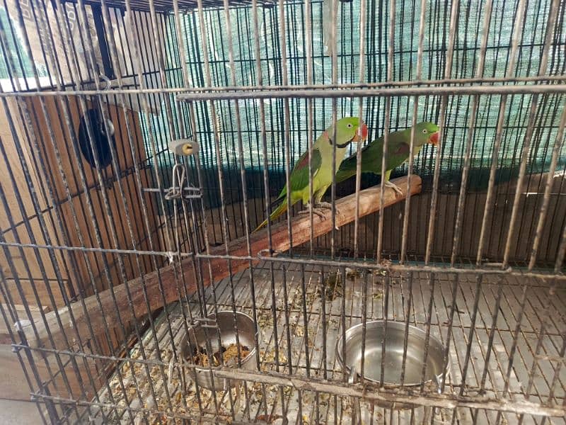 Raw parrots breeding pair 100% 0