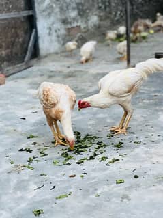 Two Picock chicks with mother