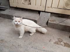 cat for sale 03154520640 0