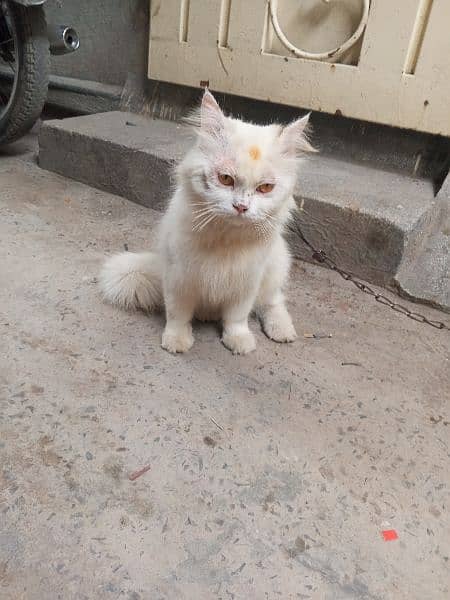 cat for sale 03154520640 1