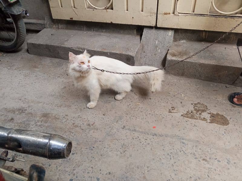 cat for sale 03154520640 2