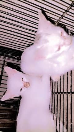 parsion white cat 0