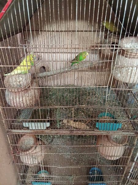 parrots nd kabour pairs 6