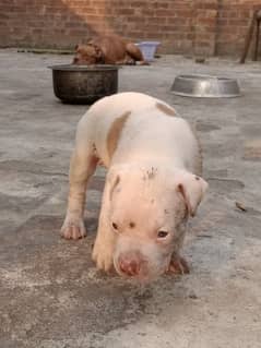 American bully puppies