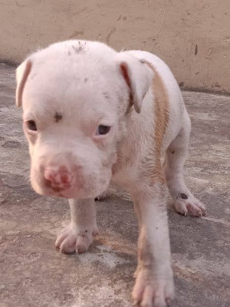 American bully puppies 1