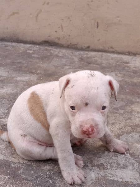 American bully puppies 2