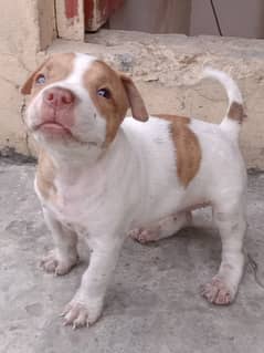 American bully puppies