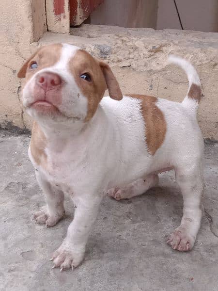 American bully puppies 3