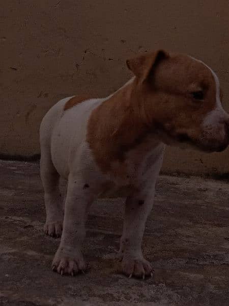 American bully puppies 4