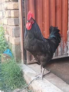 Black Australorp