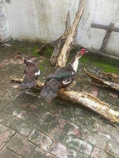 Chinese ducks pair Muscovy