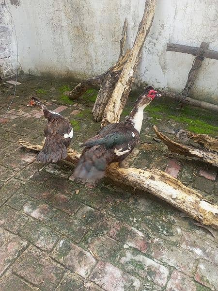 Chinese ducks pair Muscovy 0