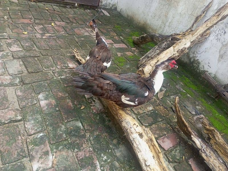 Chinese ducks pair Muscovy 1