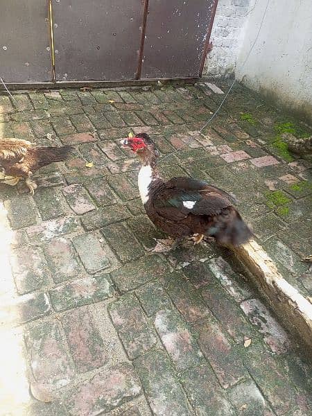 Chinese ducks pair Muscovy 2