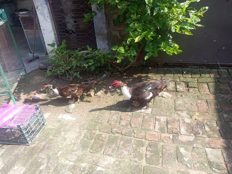 Chinese ducks pair Muscovy 4