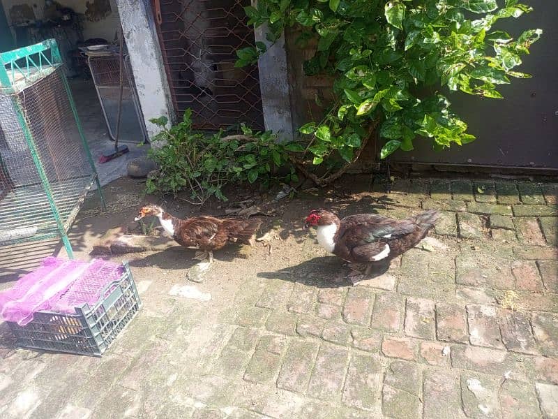 Chinese ducks pair Muscovy 5