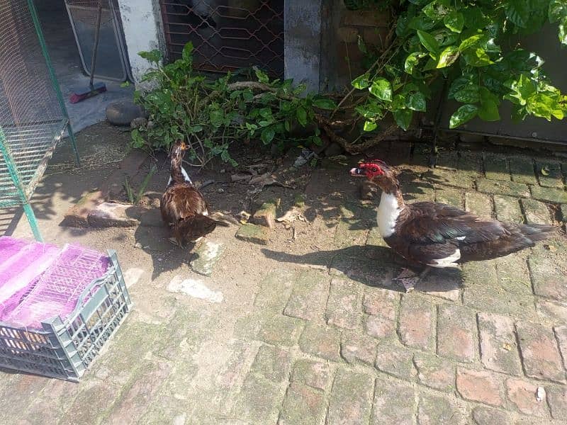 Chinese ducks pair Muscovy 6