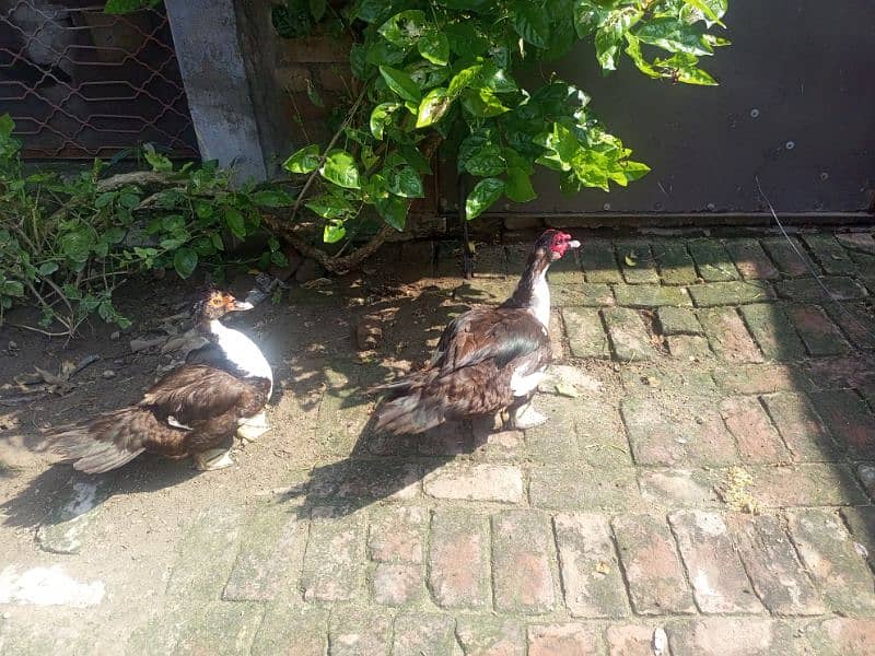 Chinese ducks pair Muscovy 7