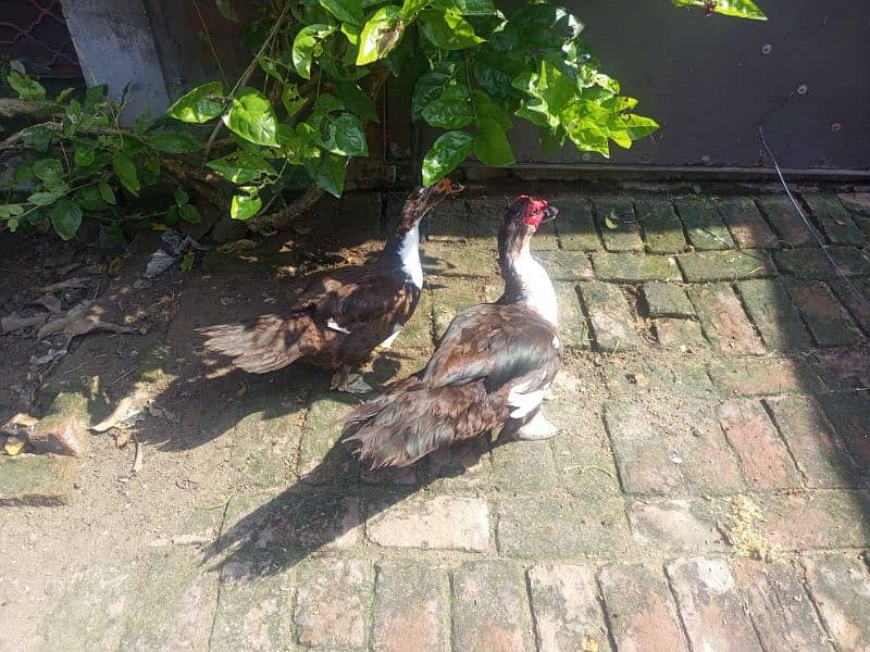 Chinese ducks pair Muscovy 8