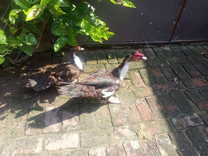 Chinese ducks pair Muscovy 9