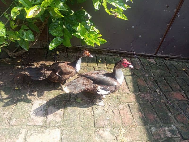 Chinese ducks pair Muscovy 10