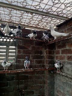 Baby pigeon for sale RS 500 per piece