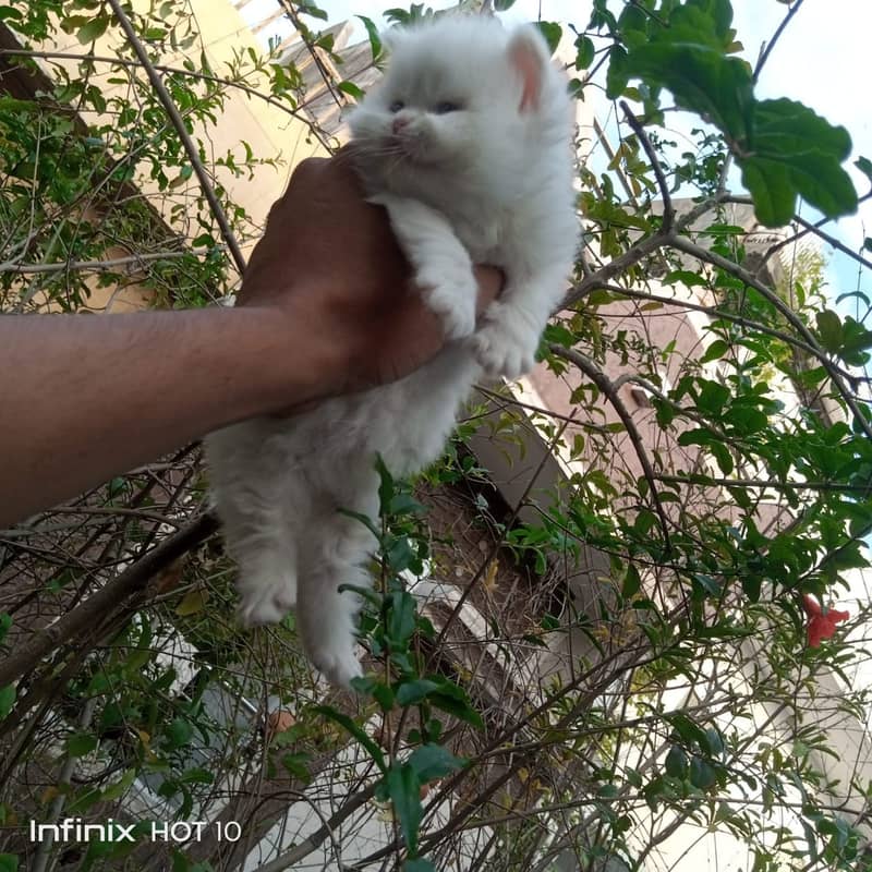 persian Kitten|Punch face Kittens|persian cat|cute|tripple|fluffy|doll 5