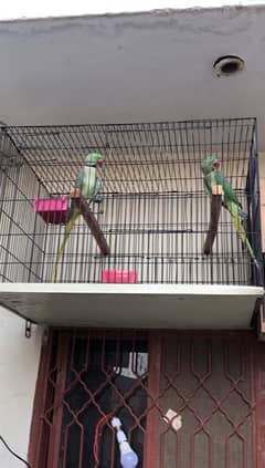 parrot for sale breader pair 03104864807. . 03155212037