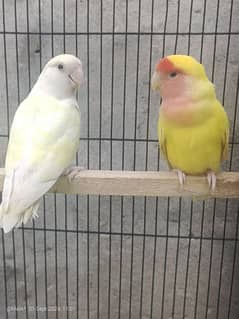 home breed bird's