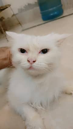 Blue eyes persian triple coted