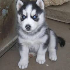 Siberian husky puppies