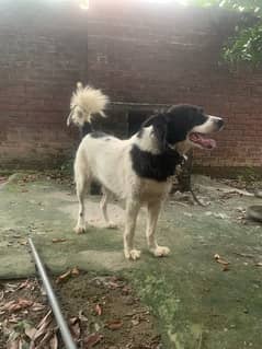 afghan kuchi female dog