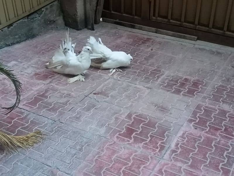 American breeder pair 6