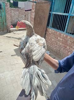 aseel home breed location Rahim yar Khan zila khanpur katora 0