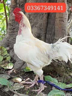 Heera Aseel Breeder Murga for sale