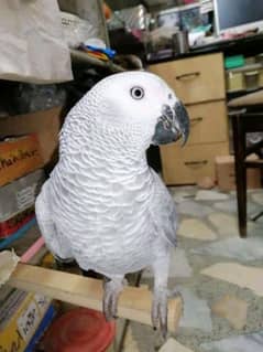 03319590045call wathsap African grey parrot urgent for sale