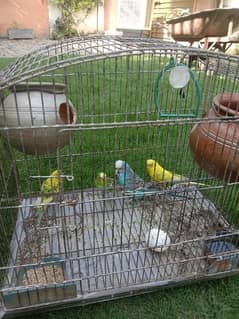 2 pair parrot for sale.