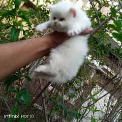 persian Kitten|Punch face Kittens|persian cat|cute|tripple|fluffy|doll 0