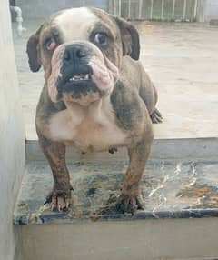 English bulldog and french bulldog