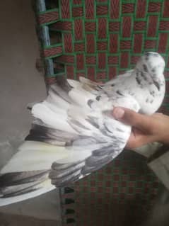 pigeons sales