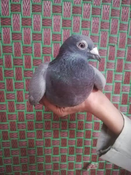 pigeons sales 3