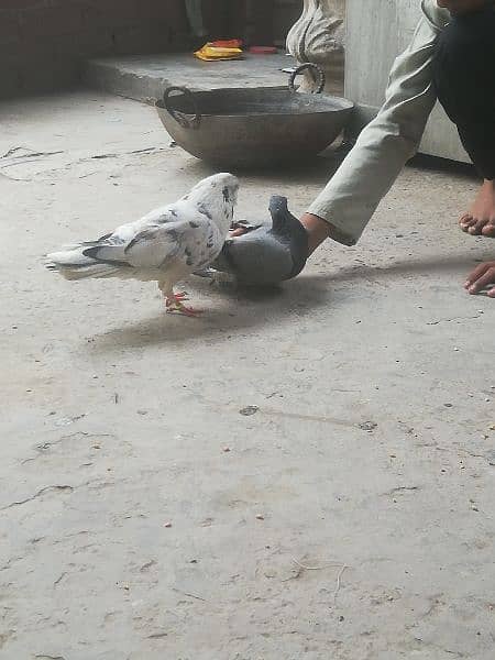 pigeons sales 5