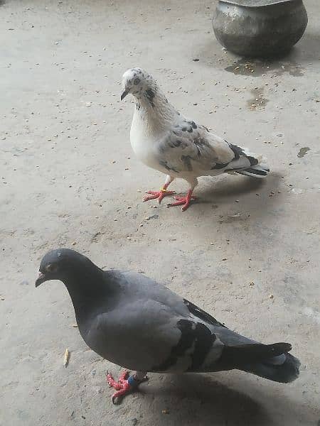 pigeons sales 6