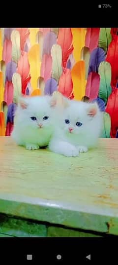 Persian Cat for sale my WhatsApp number 0326/74/83/108