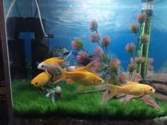 Fish Aquarium