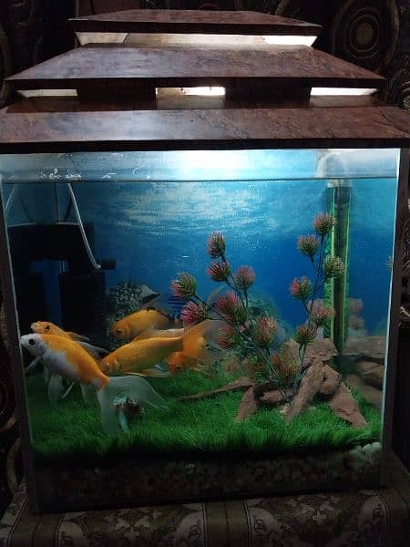 Fish Aquarium 3