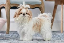 Shihtzu